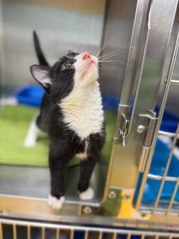 Rescue Domestic Short Hair Cats for Adoption in Danielsville, Georgia - Saffron | PetCurious