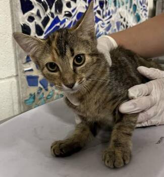 KAMILAH -  Domestic Short Hair Cat for Adoption in Pensacola, Florida - KAMILAH | PetCurious