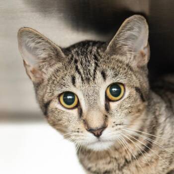 Meatloaf -  Domestic Short Hair Cat for Adoption in Middletown, Rhode Island - Meatloaf | PetCurious