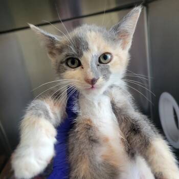 Domestic Short Hair Cats Available for Adoption in Westminster, California - Craft | PetCurious