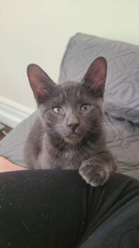 Onion powder -  Domestic Short Hair Cat for Adoption in Cambridge, Ontario - Onion Powder | PetCurious