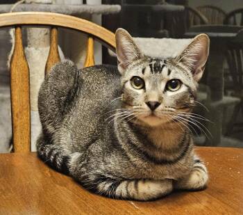 Shy Guy Iturbe -  Domestic Short Hair Cat for Adoption in Chandler, Arizona - Shy Guy Iturbe | PetCurious