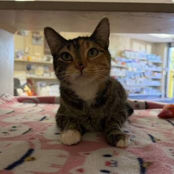 Sardine -  Domestic Short Hair Cat for Adoption in Buffalo, Minnesota - Sardine | PetCurious