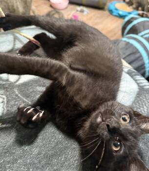 Domestic Short Hair Cats Available for Adoption in Buffalo, New York - Papaya | PetCurious