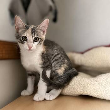 Sedona -  Domestic Short Hair Cat for Adoption in Fresno, California - Sedona | PetCurious