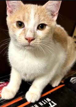 Cersei -  Domestic Short Hair Cat for Adoption in Phoenix, Arizona - Cersei | PetCurious