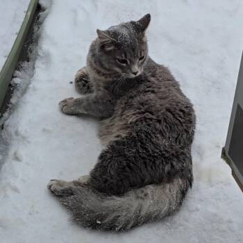 Domestic Long Hair Cats Available for Adoption - Fluffy Is LOST | PetCurious