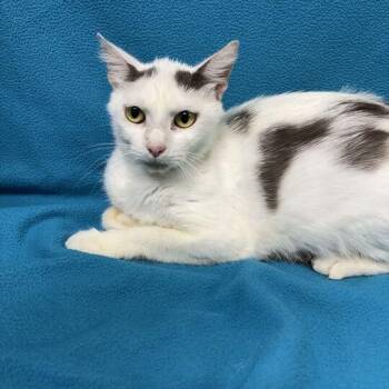 Watermelon -  Domestic Short Hair Cat for Adoption in Valdosta, Georgia - Watermelon | PetCurious