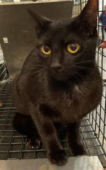 Domestic Short Hair Cats Available for Adoption in Palmetto, Florida - FAYE | PetCurious