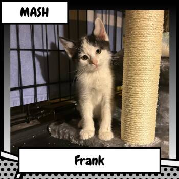 Franklin "Frank" Delano -  Domestic Short Hair Cat for Adoption in Suisun City, California - Franklin "Frank" Delano | PetCurious