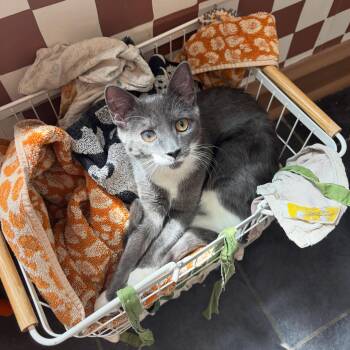 Denim -  Domestic Short Hair Cat for Adoption in Philadelphia, Pennsylvania - Denim | PetCurious