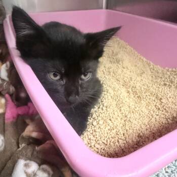 Bouie -  Domestic Short Hair Cat for Adoption in Jupiter, Florida - Bouie | PetCurious