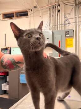 Jerome -  Domestic Short Hair Cat for Adoption in Fruit Heights, Utah - Jerome | PetCurious