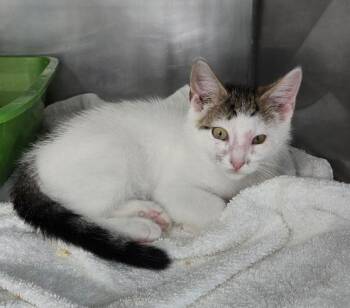 August -  Domestic Short Hair Cat for Adoption in Mount Vernon, Ohio - August | PetCurious