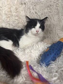 Domestic Medium Hair and Domestic Short Hair Cats Available for Adoption - Hex | PetCurious