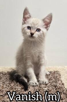 Vanish -  Domestic Short Hair Cat Available for Adoption in Chilliwack, British Columbia - Vanish | PetCurious