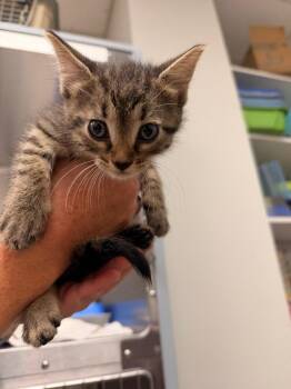 Ascot -  Domestic Short Hair Cat for Adoption in Lake City, Arkansas - Ascot | PetCurious