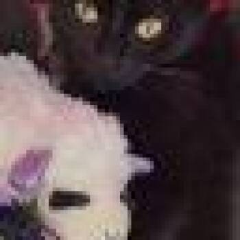 Domestic Short Hair Cats Available for Adoption - Notte | PetCurious