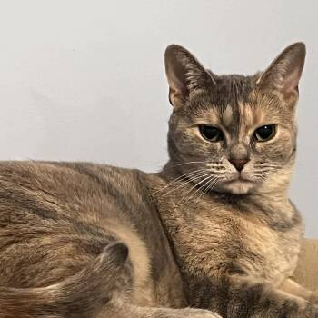 MYSTIE -  Domestic Short Hair Cat for Adoption in Delhi, Ontario - MYSTIE | PetCurious