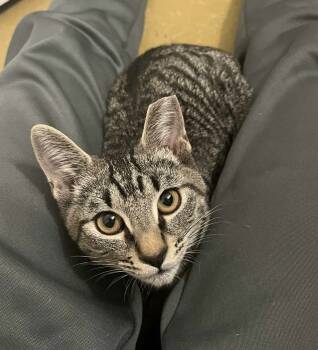 Rescue Domestic Short Hair Cats for Adoption in Tucson, Arizona - Brew | PetCurious