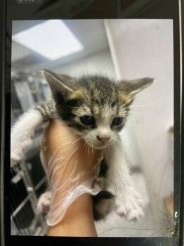 Rescue Domestic Short Hair Cats for Adoption in San Bernardino, California - MOCHI | PetCurious