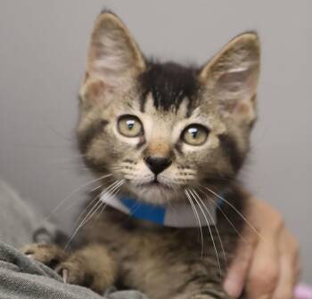 Ebbets (AO36556) -  Domestic Short Hair Cat for Adoption in Kansas City, Kansas - Ebbets (AO36556) | PetCurious