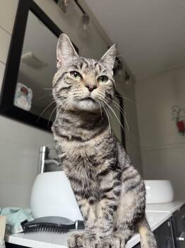 Rescue Domestic Short Hair Cats for Adoption in Guthrie, Oklahoma - Navy | PetCurious