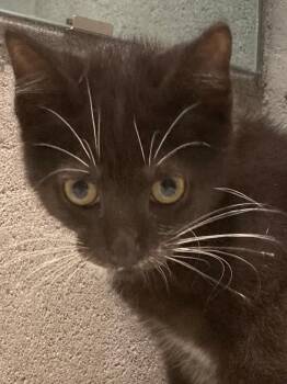 Barbados26 -  Domestic Short Hair Cat for Adoption in Youngsville, North Carolina - Barbados26 | PetCurious