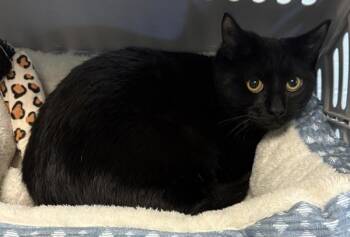 Domestic Short Hair Cats Available for Adoption - If 9d Yoni | PetCurious