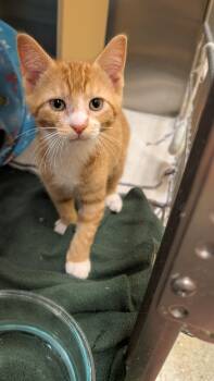 Butter -  Domestic Short Hair Cat for Adoption in Missoula, Montana - Butter | PetCurious