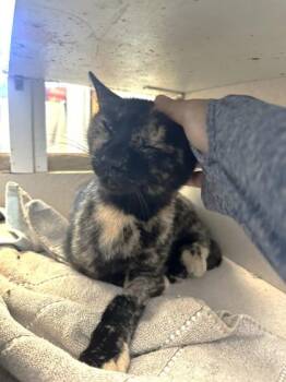 Little Lady -  Domestic Short Hair Cat for Adoption in Palm Coast, Florida - Little Lady | PetCurious