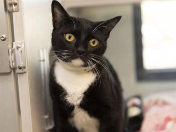 Domestic Short Hair Cats Available for Adoption in Phoenix, Arizona - BOO | PetCurious