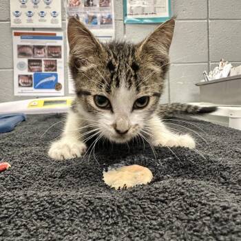 Sage -  Domestic Short Hair Cat for Adoption in West Olive, Michigan - Sage | PetCurious