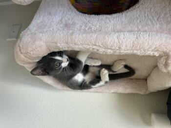 Rescue Tuxedo Cats for Adoption in Wimauma, Florida - Theodore (& Cinnamon) | PetCurious