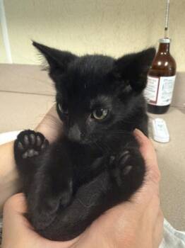 Mike Wazowski -  Domestic Short Hair Cat for Adoption in Salisbury, Maryland - Mike Wazowski | PetCurious