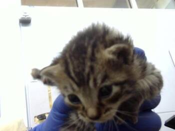 Domestic Medium Hair Cats Available for Adoption in Dallas, Texas - GREECE | PetCurious