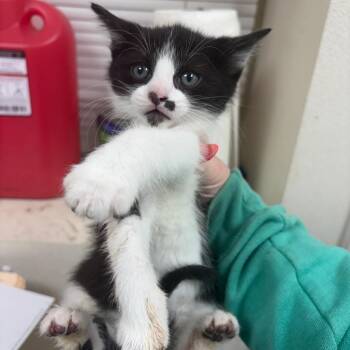 Patrick -  Domestic Short Hair Cat for Adoption in Pekin, Illinois - Patrick | PetCurious