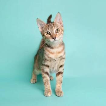 Skittles -  Domestic Short Hair Cat for Adoption in Pearland, Texas - Skittles | PetCurious