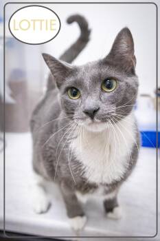 Rescue Tuxedo Cats for Adoption in Greenville, Delaware - Lottie (FCID# 09/15/2025 - 514 Trainer) | PetCurious