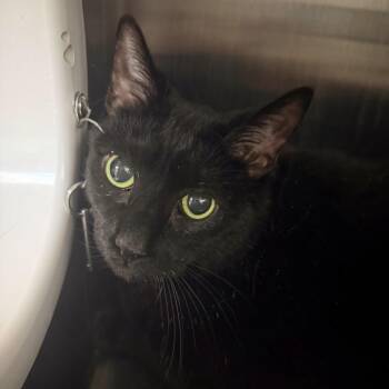 Harley -  Domestic Short Hair Cat for Adoption in Las Vegas, Nevada - Harley | PetCurious