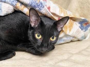 MEIMEI -  Domestic Short Hair Cat for Adoption in Fort Lauderdale, Florida - MEIMEI | PetCurious