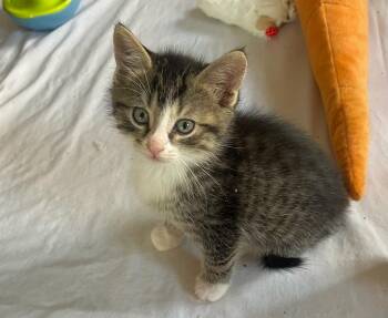 Domestic Short Hair Cats Available for Adoption - Tubbs | PetCurious