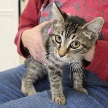 Chartreuse -  Domestic Short Hair Cat for Adoption in Birmingham, Alabama - Chartreuse | PetCurious