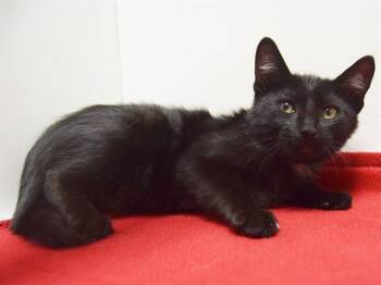 Rescue Domestic Short Hair Cats for Adoption in Sacramento, California - RIKI | PetCurious