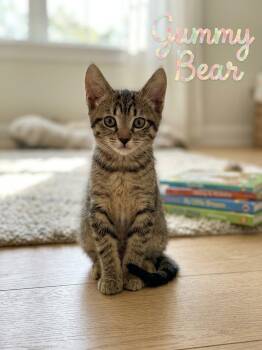 Gummy Bear -  Bengal and Tabby Cat for Adoption in Orange, California - Gummy Bear | PetCurious