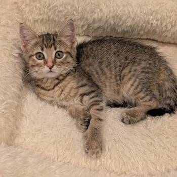 Judy Garland -  Domestic Short Hair Cat for Adoption in Cape Girardeau, Missouri - Judy Garland | PetCurious