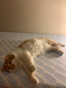 Jango -  Domestic Short Hair Cat for Adoption in Minot, North Dakota - Jango | PetCurious