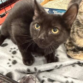 Blanch -  Domestic Short Hair Cat for Adoption in NEW PT RICHEY, Florida - Blanch | PetCurious