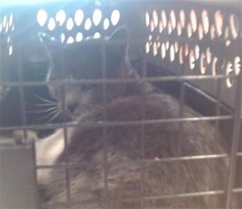 Domestic Short Hair Cats Available for Adoption - WEMBLEY | PetCurious