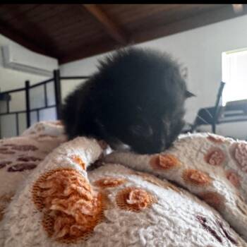 Atari -  Domestic Short Hair Cat for Adoption in Westminster, California - Atari | PetCurious